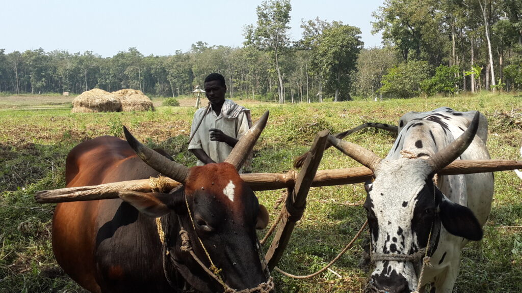 Siddi farmer ploughing his filed : environmental protection with the Siddi community
