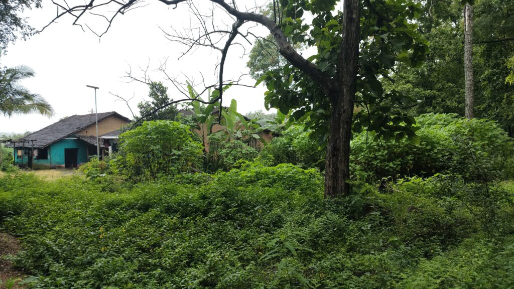 environmental protection with the Siddi community:
a house surrounded by forest