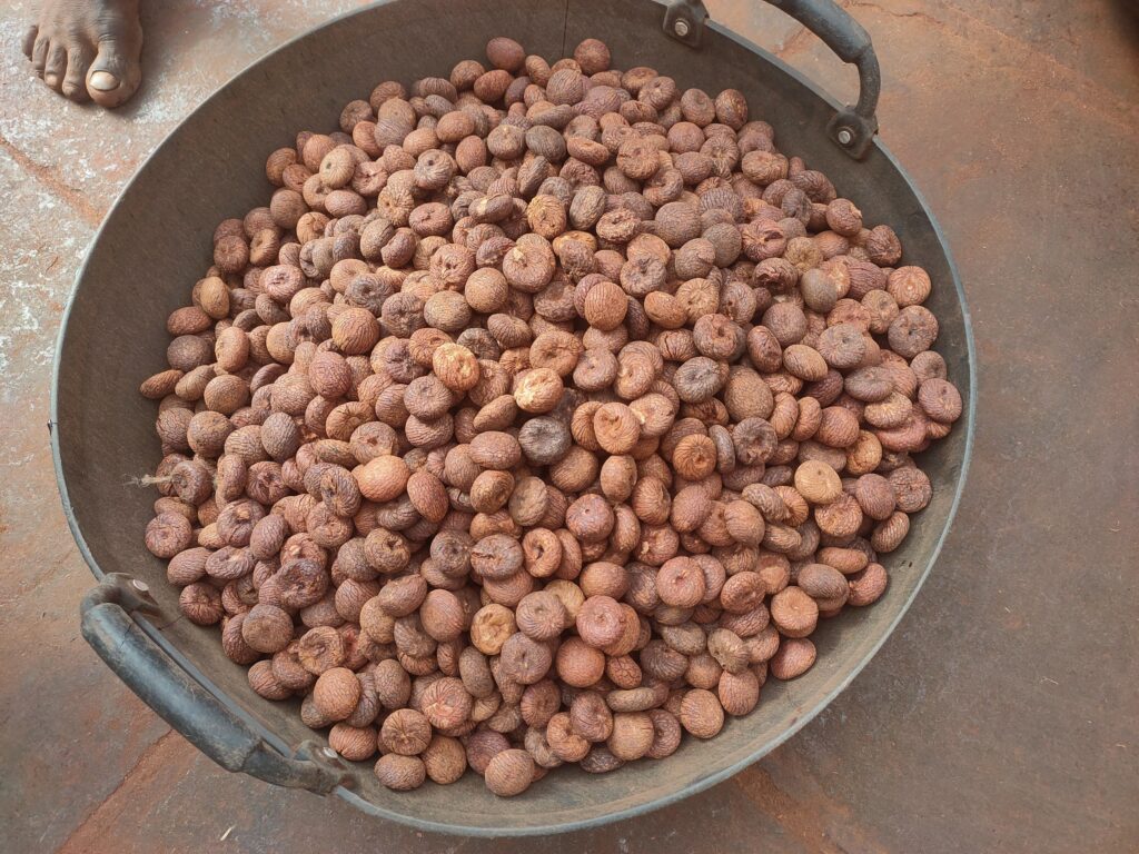 dried supari The Perilous Harvest of Supari :siddi-climbers-supari-harvest