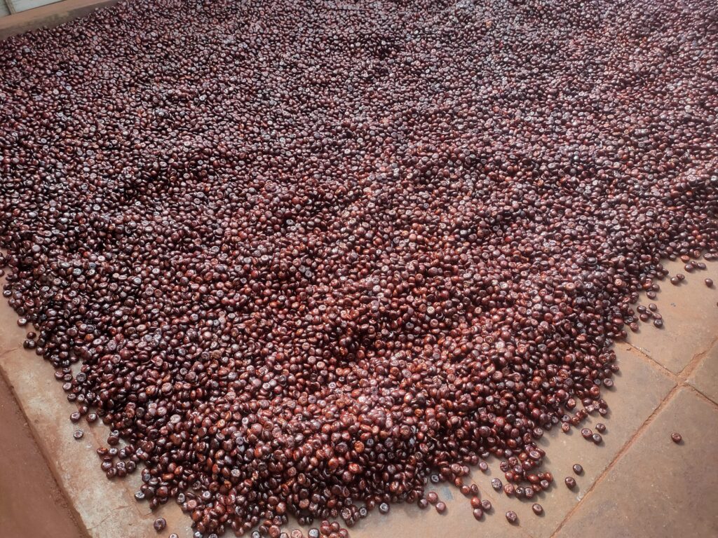 siddi-climbers-supari-harvest