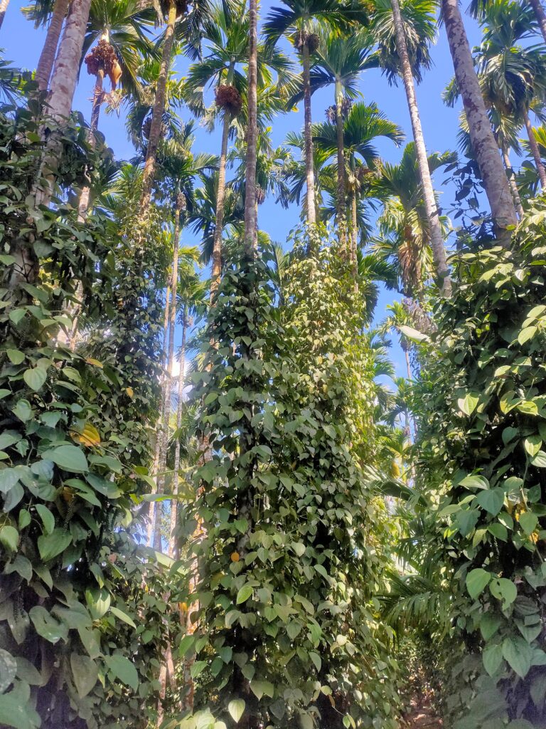 siddi-climbers-supari-harvest